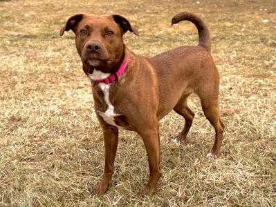 Mattie, Labrador Retriever / Pit Bull Terrier, adult, available for adoption