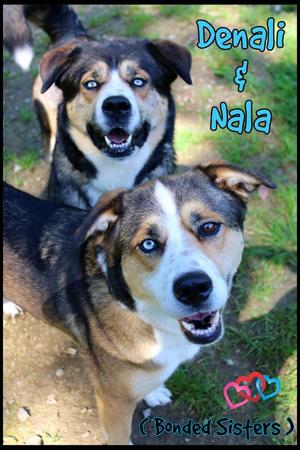 Nala & Denali, Husky / Alaskan Malamute, adult, available for adoption