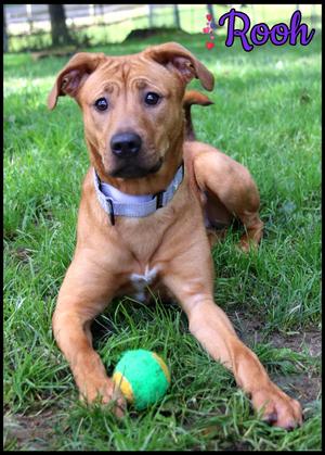 Rooh, Shar-Pei, young, available for adoption
