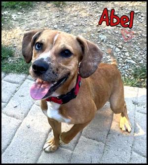 Abel, Beagle / Husky, young, available for adoption