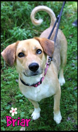 Briar, Husky, young, available for adoption