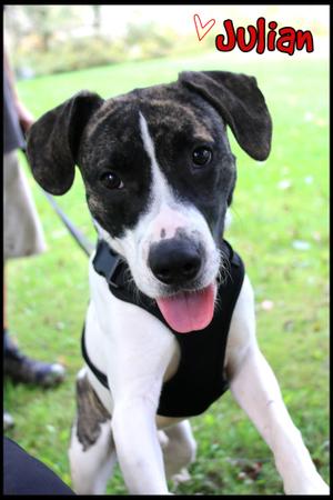 Julian, Staffordshire Bull Terrier, young, available for adoption