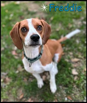 Freddie, Beagle, young, available for adoption