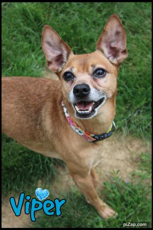 A small brown dog with large ears and a colorful collar standing on grass, looking up with a happy expression. The name "Viper" is written in blue text with a heart symbol next to it.