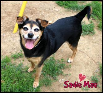 Sadie Mae, Chihuahua, senior, available for adoption