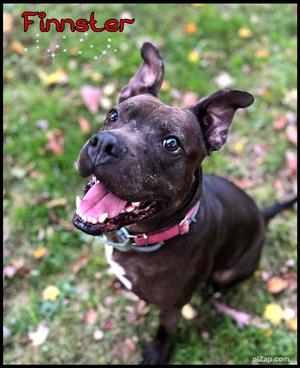 Finster, Pit Bull Terrier, adult, available for adoption