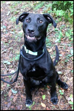 Fidler, Shar-Pei / Labrador Retriever, young, available for adoption