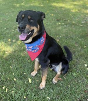 Trax, Rottweiler, adult, available for adoption