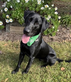 Cody, Labrador Retriever, young, available for adoption