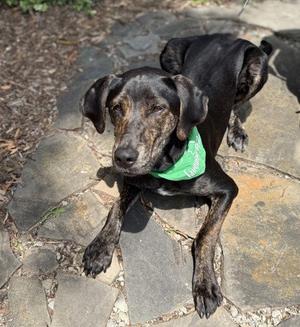 Brick, Labrador Retriever, young, available for adoption
