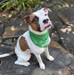 Runa, American Pit Bull Terrier, adult, available for adoption