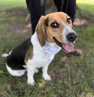 Ty, Beagle, adult, available for adoption