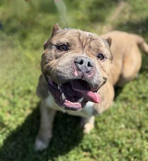 Leo, Pit Bull Terrier, adult, available for adoption