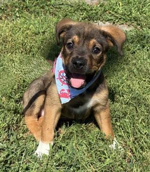 Wrecker, Shepherd, young, available for adoption