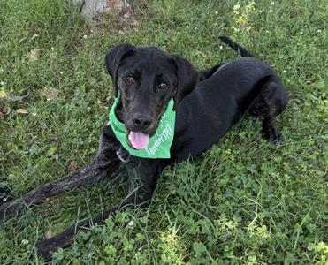 Boomer, Golden Retriever / Hound, young, available for adoption