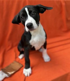 Hallowicked, Pit Bull Terrier, young, available for adoption