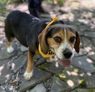 Fat Albert, Beagle, adult, available for adoption