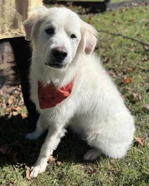 Luna, Great Pyrenees, adult, available for adoption