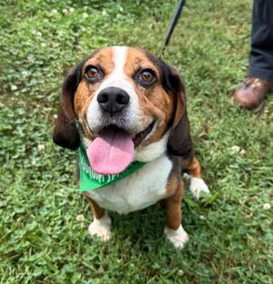 Mushmouth, Beagle, adult, available for adoption
