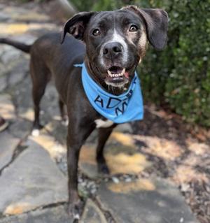 Sayla, Pit Bull Terrier, adult, available for adoption