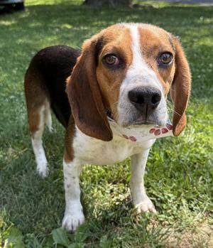 Mojo Jojo, Beagle, adult, available for adoption