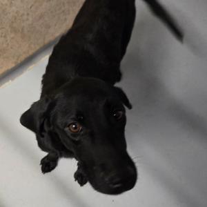 Sky, Retriever, Black Labrador, adult, available for adoption
