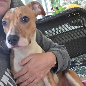 Honey, Terrier, Pit Bull, adult, available for adoption
