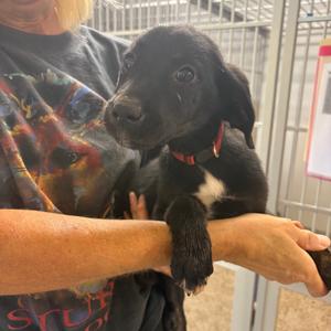 Shanti, Retriever, Labrador, puppy, available for adoption