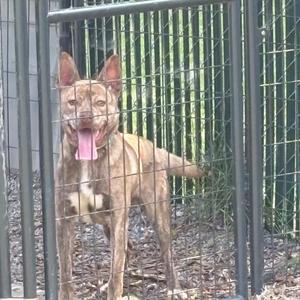 a brown dog with a pink tongue sticking out, standing behind a metal fence