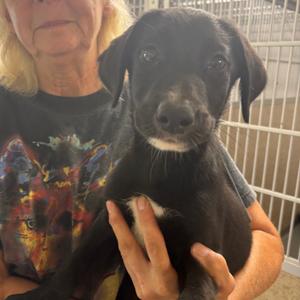 Pawpeye, Retriever, Labrador, puppy, available for adoption