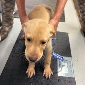 Slinky, Retriever, Black Labrador, puppy, available for adoption