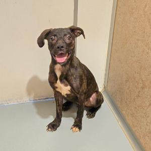 a brown and black brindle dog sitting on a white floor with its mouth open, looking at the camera