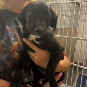 Demi, Retriever, Labrador, puppy, available for adoption