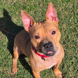 Conor, Terrier, Pit Bull, adult, available for adoption