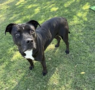 Baby, American Staffordshire Terrier, adult, available for adoption