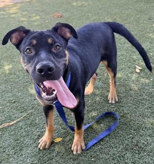 A black and tan dog with floppy ears and a blue leash is standing on a grassy surface, looking directly at the camera with its mouth open and tongue out.