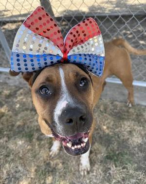 Fiona, American Staffordshire Terrier, adult, available for adoption