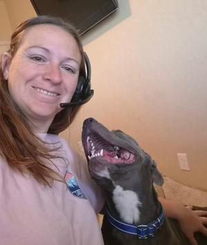 Chavo, American Staffordshire Terrier, adult, available for adoption