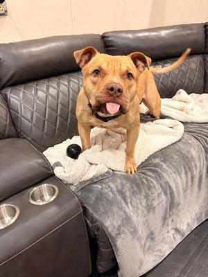 Banjo, American Staffordshire Terrier, adult, available for adoption