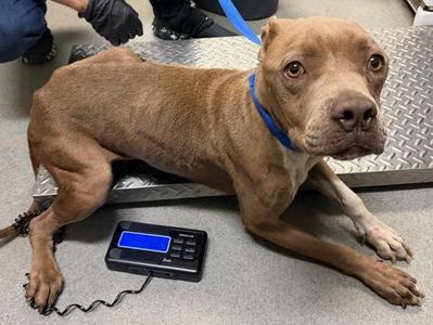 Bindi, American Staffordshire Terrier, adult, available for adoption