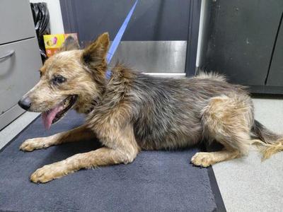 A scruffy dog with a blue leash lying on a mat