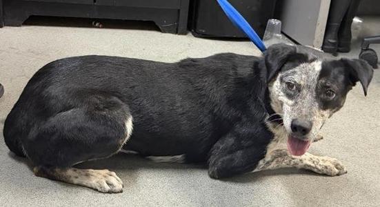 Janice, Australian Cattle Dog / Blue Heeler / Border Collie, adult, available for adoption