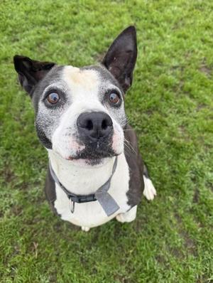 Doris, American Staffordshire Terrier, senior, available for adoption