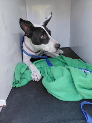 Deena, American Staffordshire Terrier / Shepherd, young, available for adoption