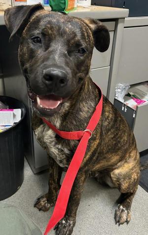Buster, American Staffordshire Terrier, adult, available for adoption