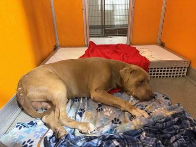 Frank, American Staffordshire Terrier, senior, available for adoption