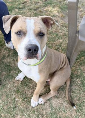 A tan and white pitbull-type dog sits on grass, looking at the camera.