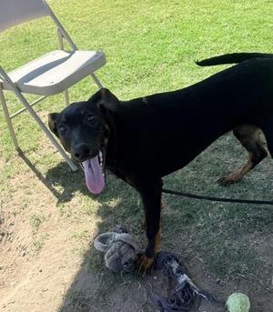Brook, Doberman Pinscher / Belgian Shepherd / Malinois, young, available for adoption