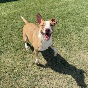 Athena, American Staffordshire Terrier / Siberian Husky, adult, available for adoption