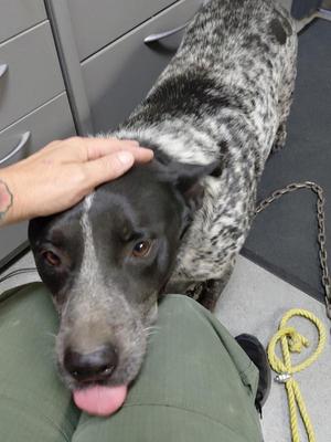 A close-up of a black and grey speckled dog with its tongue sticking out, as a hand pets its head.